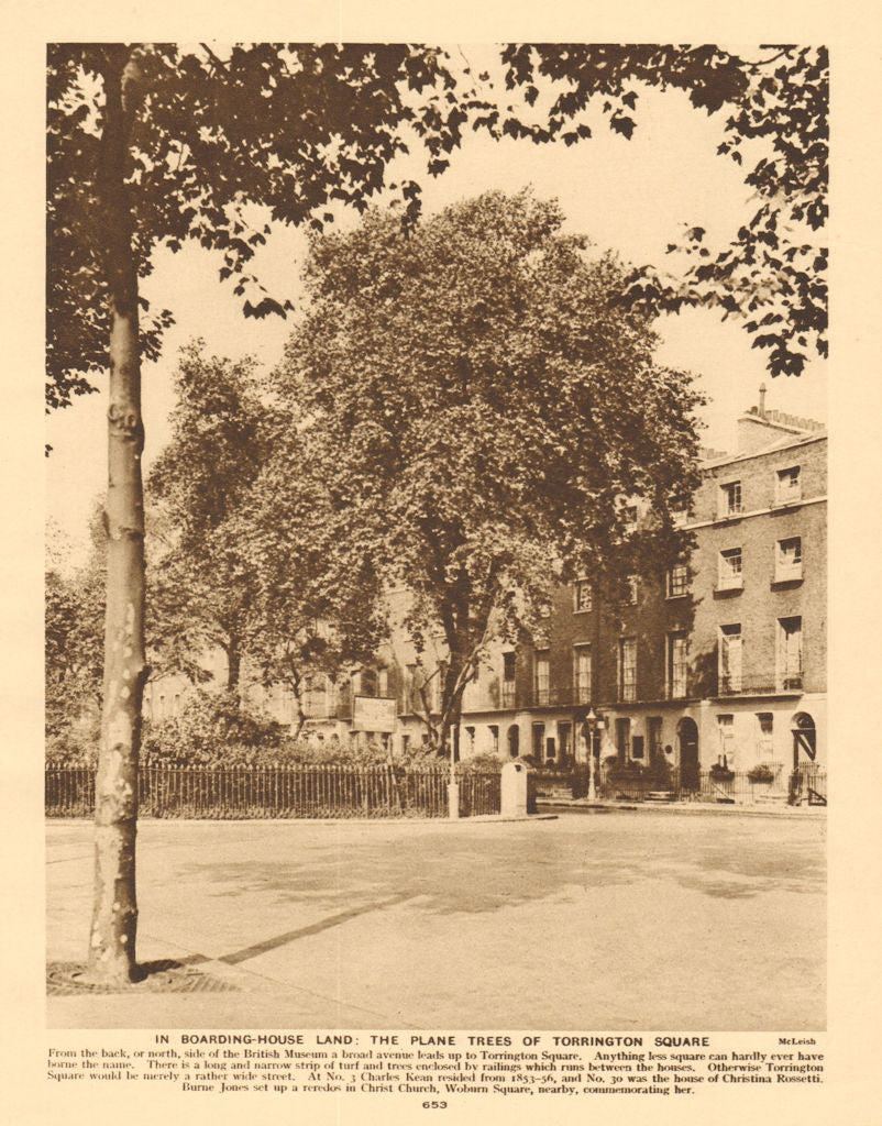 The plane trees of Torrington Square, Bloomsbury 1926 old vintage print